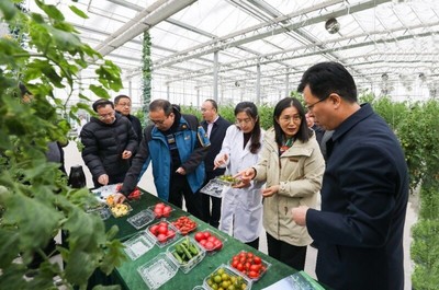 省農業(yè)農村廳副廳長曹麗虹一行調研我院溧水基地設施農業(yè)和智慧農業(yè)場景建設